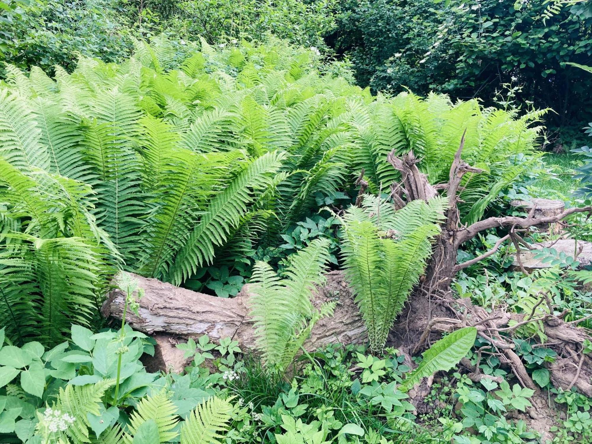 Ferienhaus Urwald هوفغايزمار المظهر الخارجي الصورة